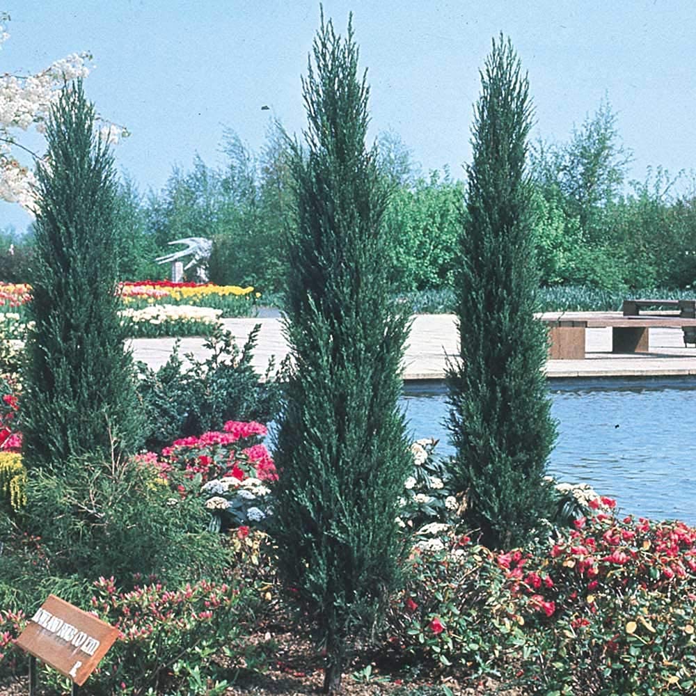 Skyrocket Juniper (Juniperus Scopulorum) - 5 Live 4-Inch Potted Evergreen Trees - Formal Upright Landscape Plants for Garden, Patio & Outdoor Decor