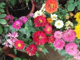 Master Zinnia Seed Mix - Zinnia sp. - 140 Premium Flower Seeds (1g) - ST27 - Perfect for Home Gardens, Landscaping & DIY Bouquets