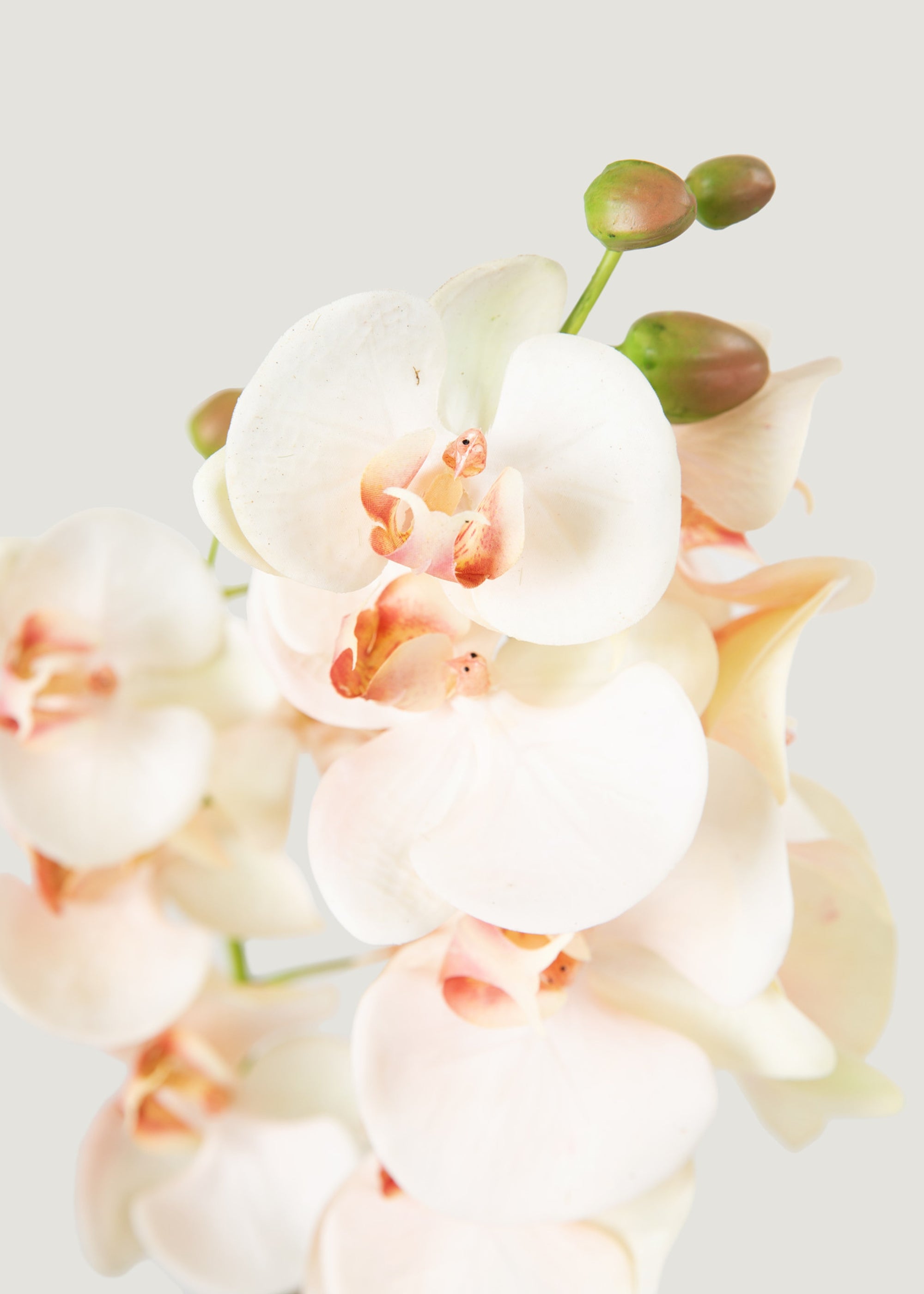 Artificial Blush Phalaenopsis Orchid Drop-In Plant - 23