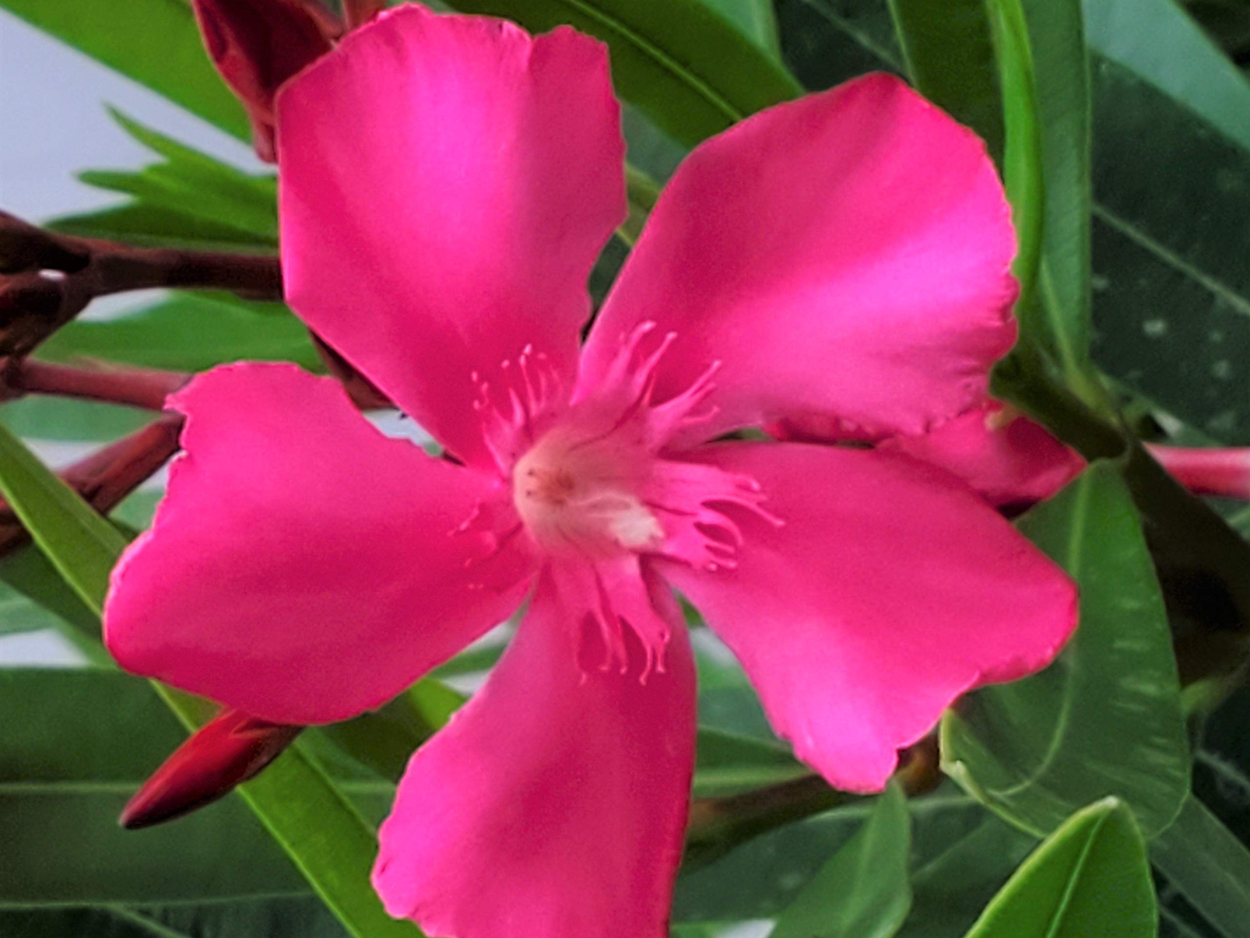 Calypso Pink Oleander Bush - Live Tropical Flowering Plant - Florida Grown - 26