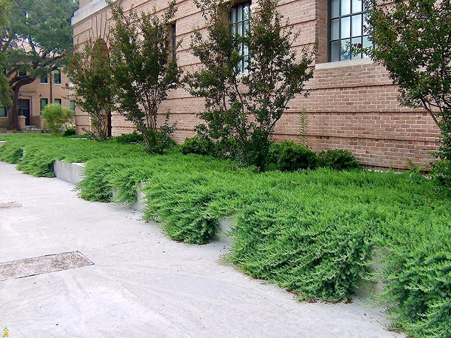 Blue Pacific Juniper (Juniperus conferta 'Blue Pacific') - 12 Live 4 Inch Pots, Drought-Tolerant Evergreen Ground Cover Plants for Landscaping, Rock Gardens & Coastal Areas