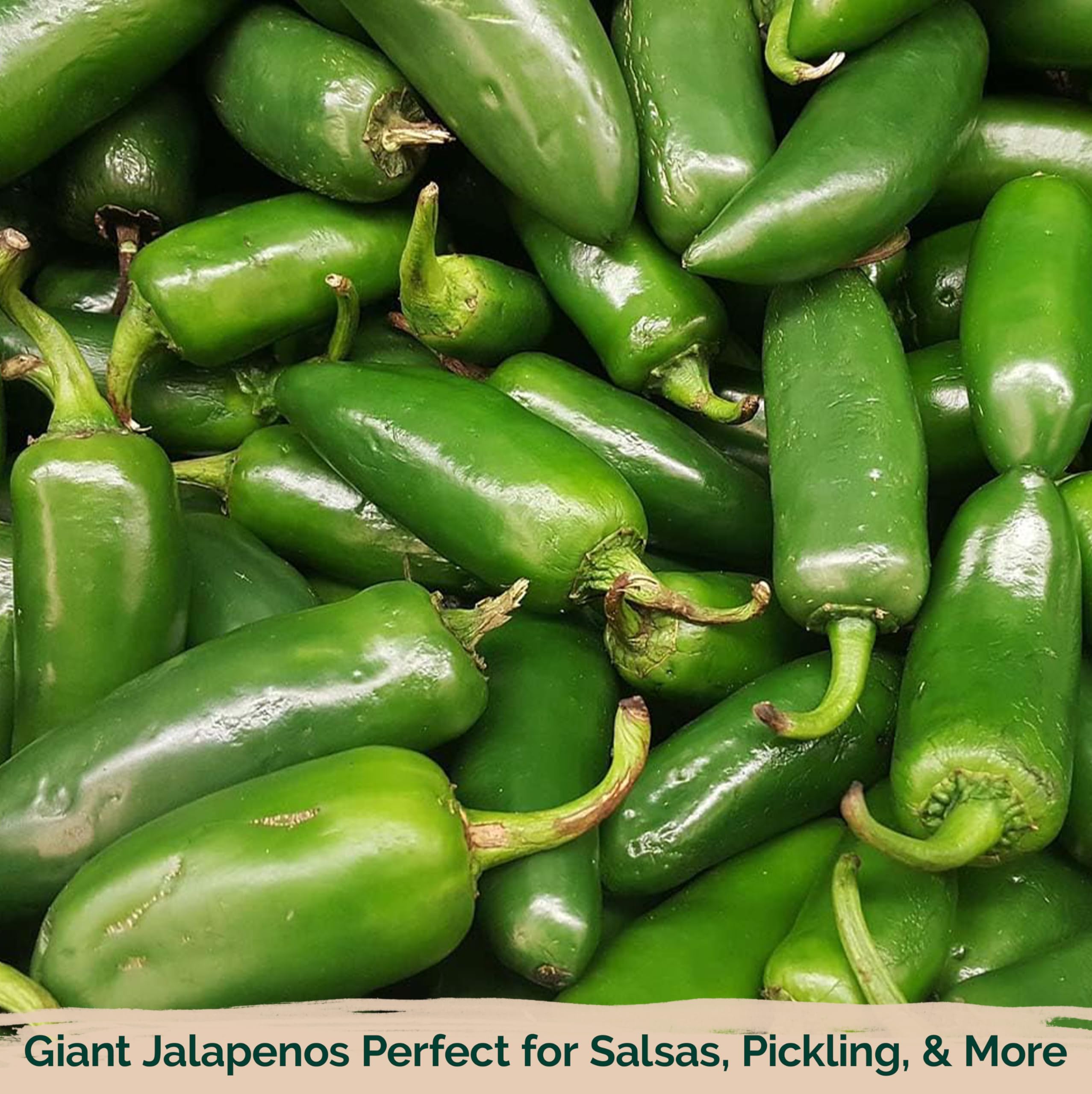 KVITER 100 Large Jumbo Jalapeno Seeds for Planting (Capsicum Annuum) – Heirloom Stuffer Pepper Seeds, Extra Large Hot Jalapeno Peppers – Vegetable Seeds for Indoor & Outdoor Gardening – Perfect for Salsa, Stuffing, and Mexican Cuisine