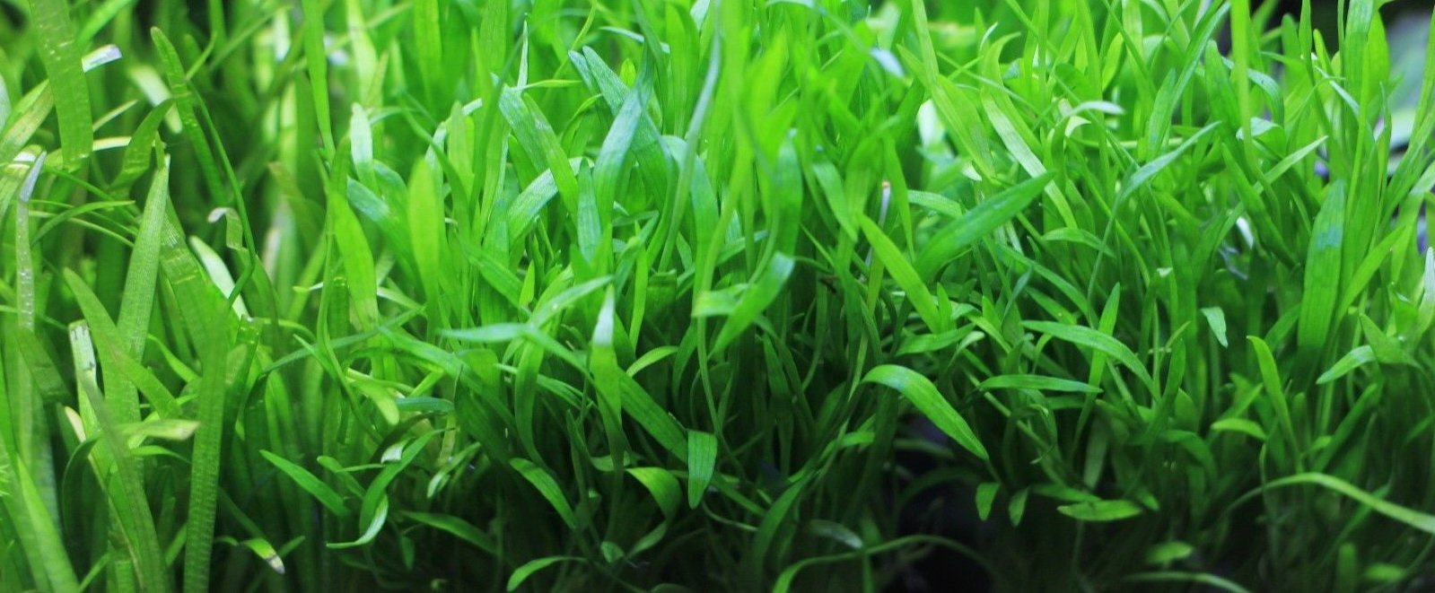 Micro Sword Lilaeopsis Brasiliensis - Live Aquarium Plants for Freshwater Tanks | Perfect for Aquascaping, Java Moss Carpet & Natural Fish Habitat