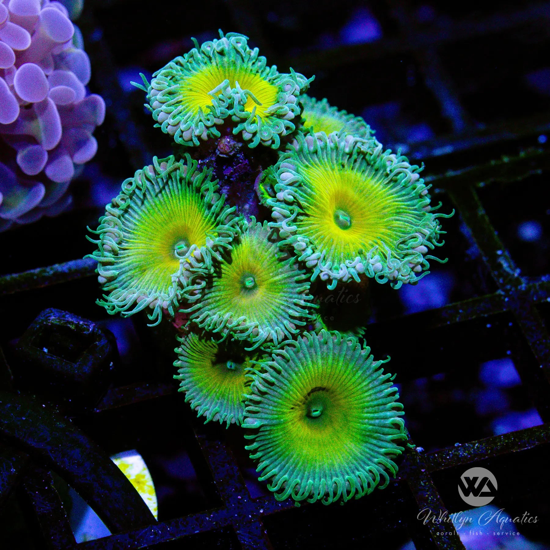 Captain Jerk Paly WYSIWYG - Premium Saltwater Coral for Reef Aquariums | Perfect for Nano Tanks & Coral Propagation | Vibrant Colors & Easy Care