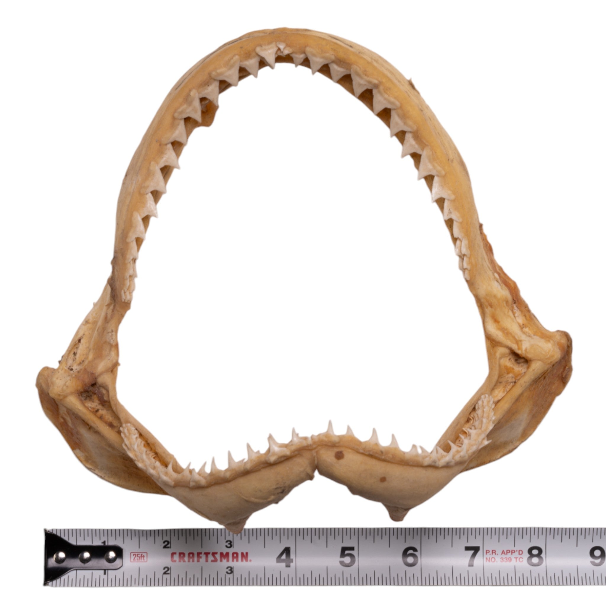 Authentic Sandbar Shark Jaw - 8.5 Inches - Genuine Marine Specimen for Collectors & Science Education - Perfect for Home Decor, Classroom Display & Ocean-Themed Gifts