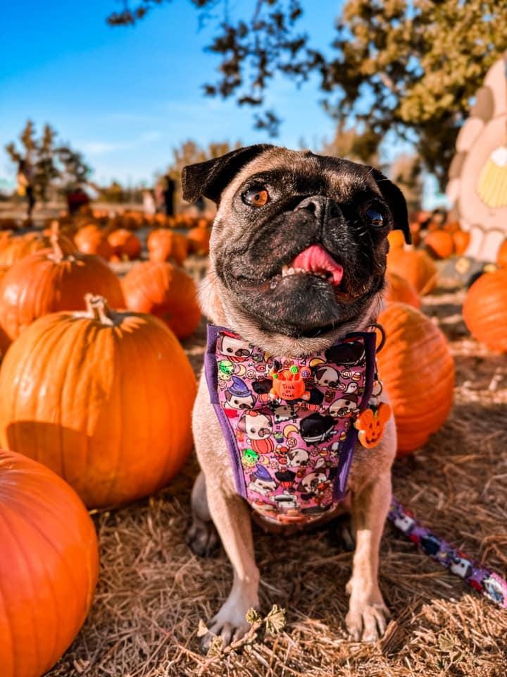 Halloween Dog Harness for Pugs - Cute & Comfortable Pet Costume for Halloween Parties & Trick or Treating