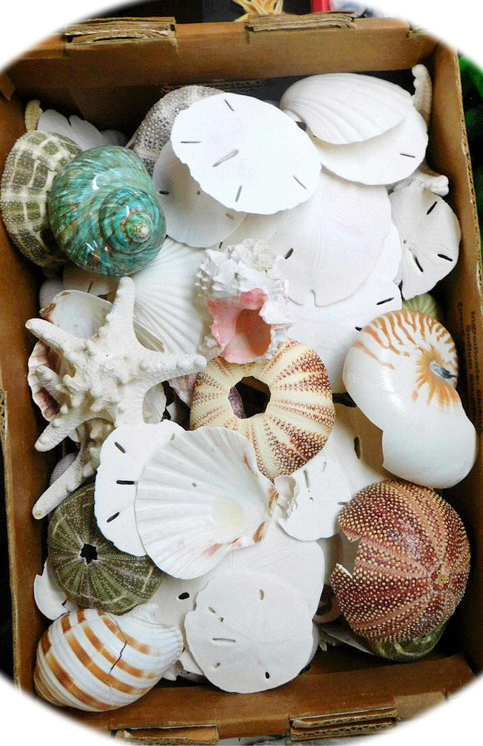 Bulk Box of Natural Damaged Starfish, Shells & Sand Dollars for DIY Crafts - NO-1668LS by InnaBest - Perfect for Beach Themed Decor, Wedding Centerpieces and Ocean Inspired Art Projects