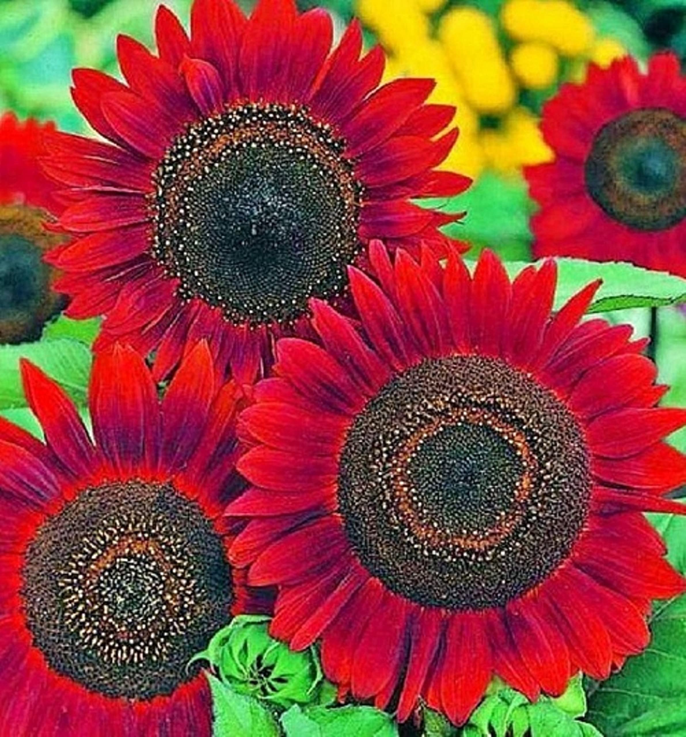 Velvet Queen Sunflower Seeds for Planting - Heirloom Non-GMO Sunflower Seeds (50 Count) | Fresh Garden Flower Seeds for Home Gardening, Landscaping & Pollinator Gardens