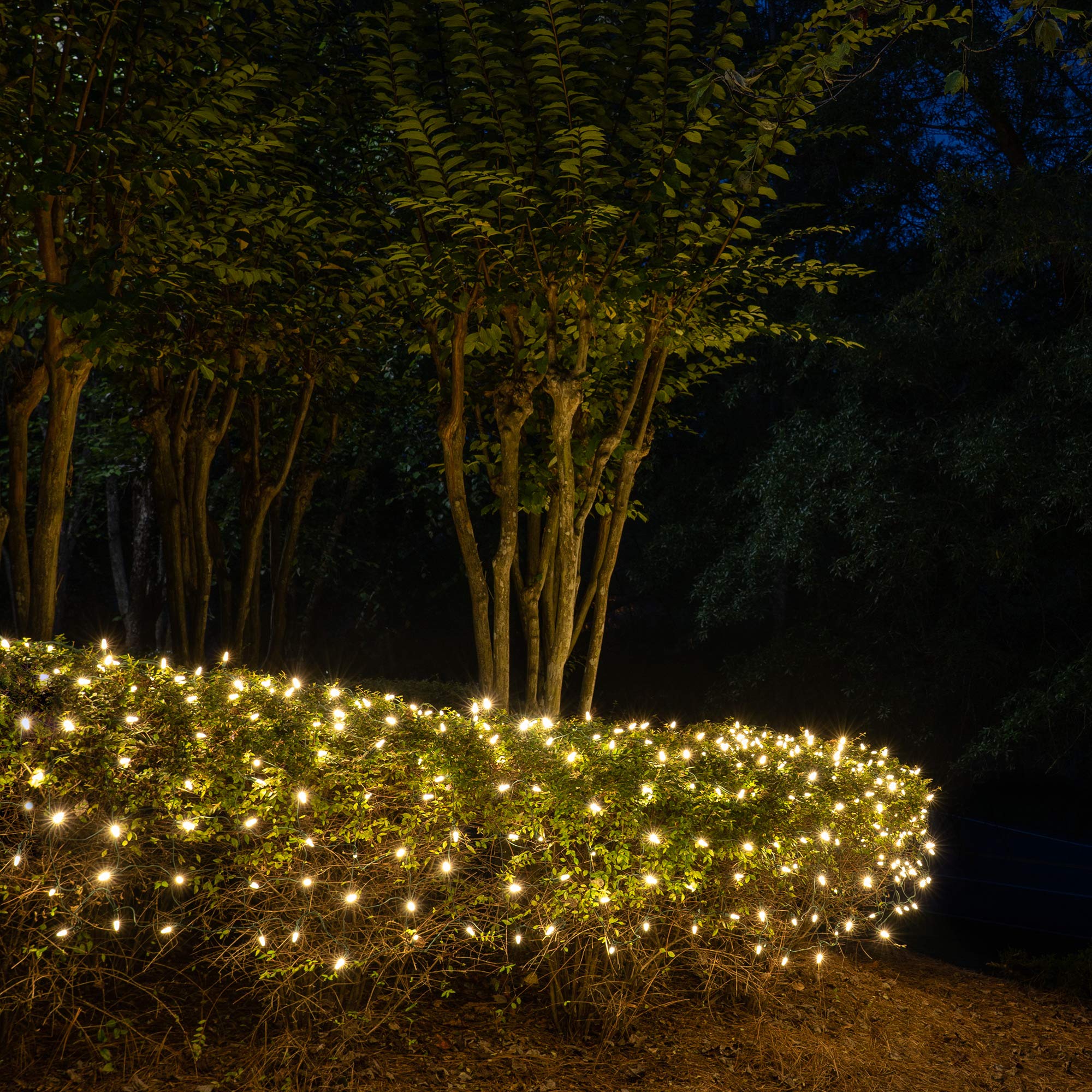100 Warm White LED Christmas Net Lights - 4x6 ft Green Wire Wintergreen Lighting Set for Outdoor Holiday Decorations (M5 Lights, Indoor/Outdoor Use) | Perfect for Trees, Bushes, and House Facades