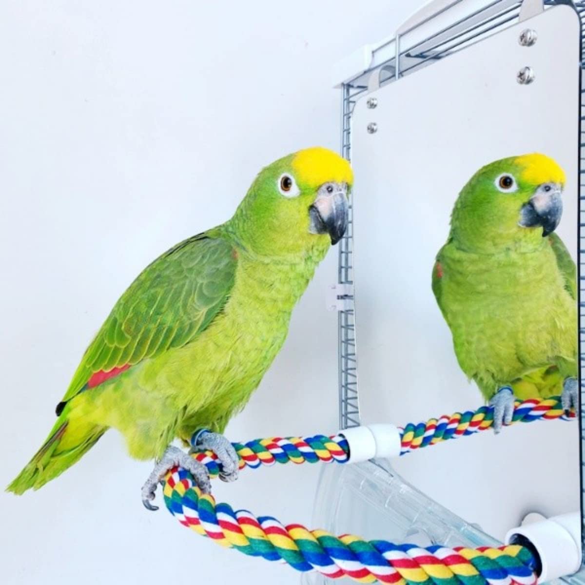 Stainless Steel & Acrylic Bird Mirror with Colorful Cotton Rope Perch for Finches, Cockatiels, Parrots, Conures, Lovebirds, Canaries - Perfect for Bird Cages, Aviaries & Play Gyms