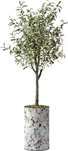 Olive Tree-021402