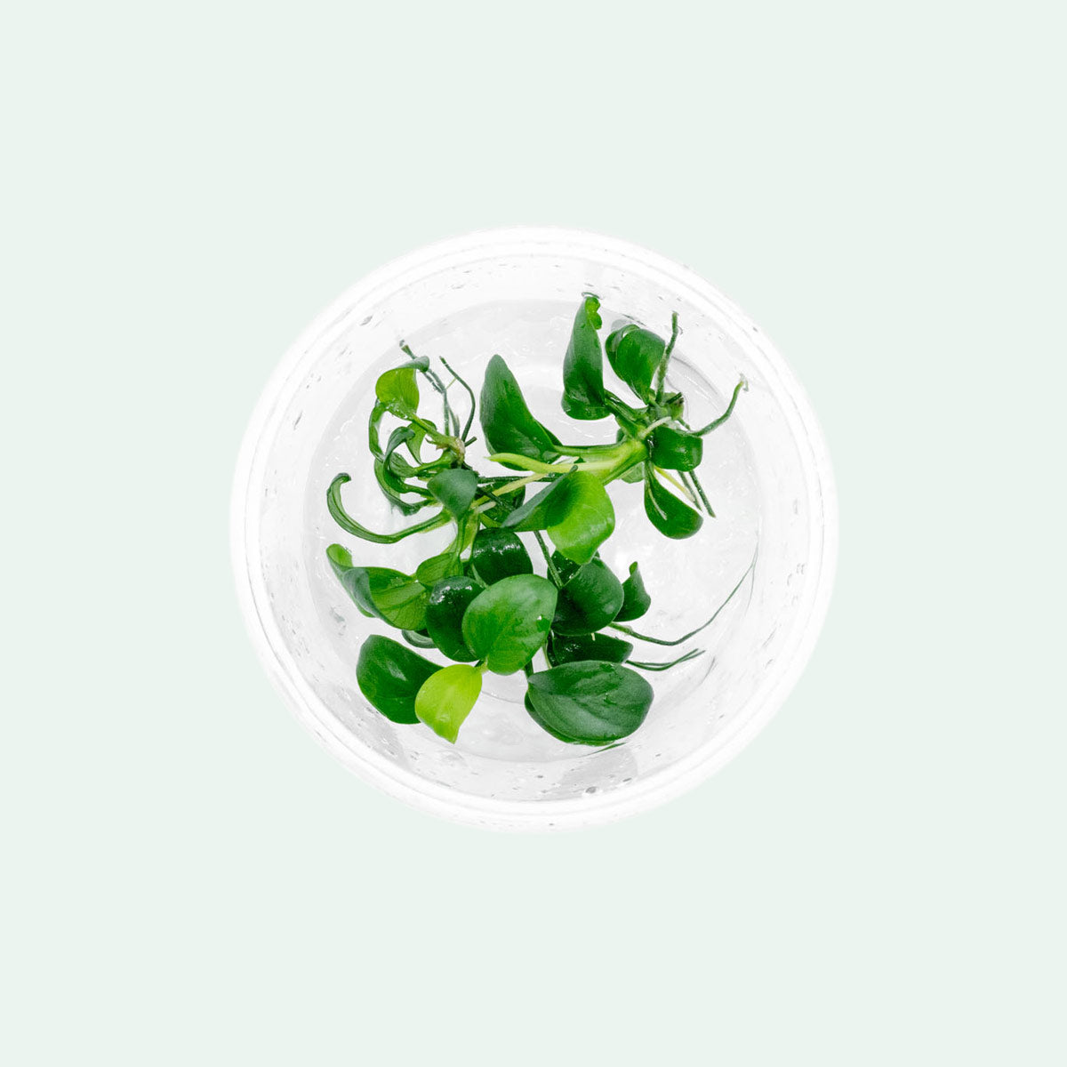 Anubias Nana Petite Tissue Culture - Live Aquatic Plant for Freshwater Aquariums | Perfect for Nano Tanks, Aquascaping & Low Light Environments
