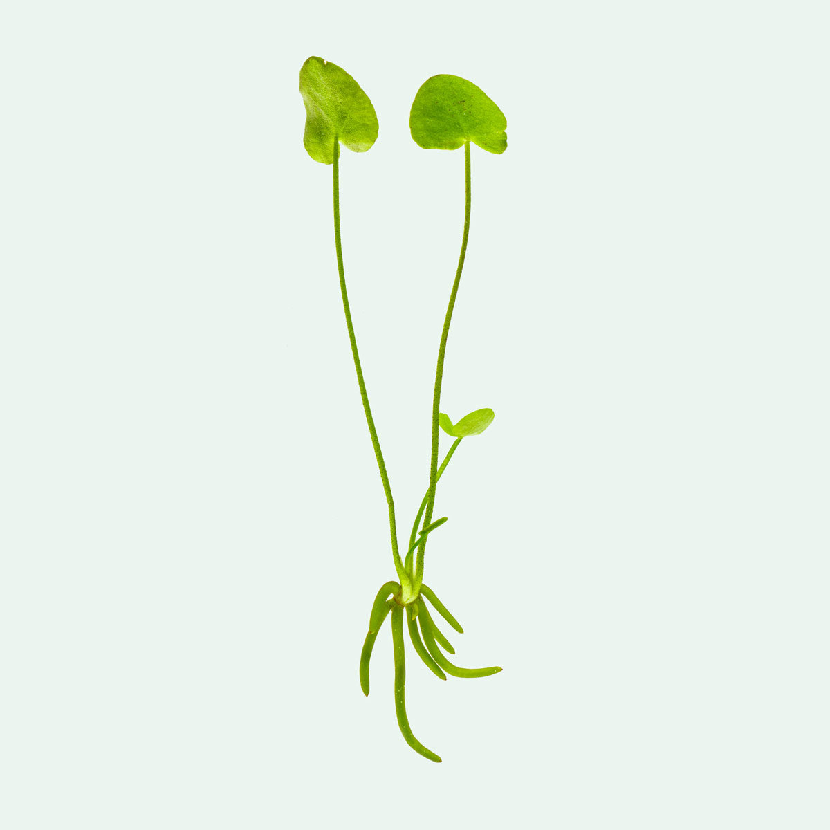 Buy Banana Plant Online - Live Musa Acuminata for Home & Garden - Perfect for Indoor Decor, Landscaping, and Tropical Gardens