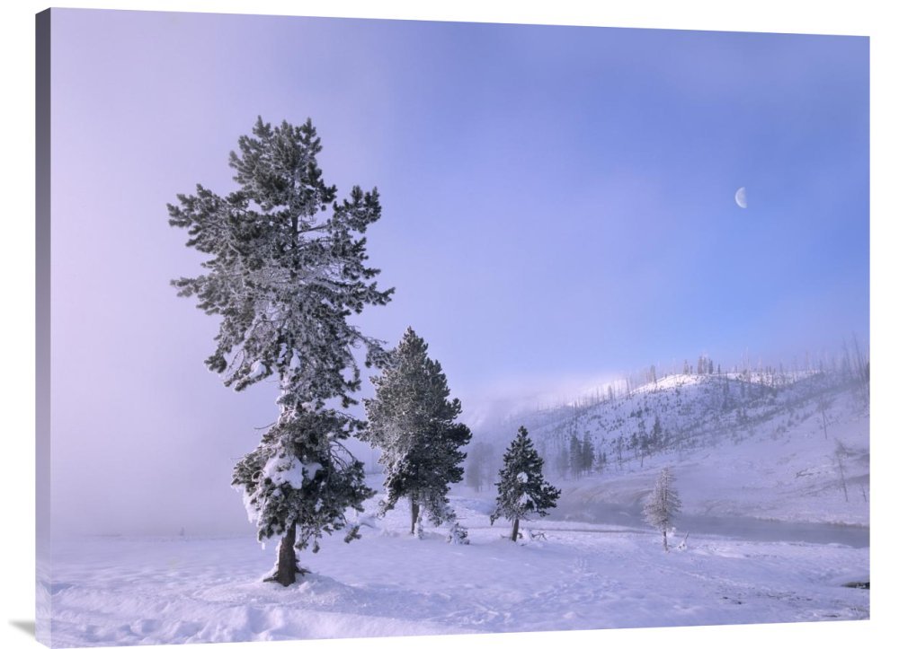 Tim Fitzharris Snow Covered Pines with Half Moon - Yellowstone National Park Wyoming Canvas Wall Art Print | Gallery Wrap Giclee | Nature Landscape Decor for Living Room, Bedroom & Office