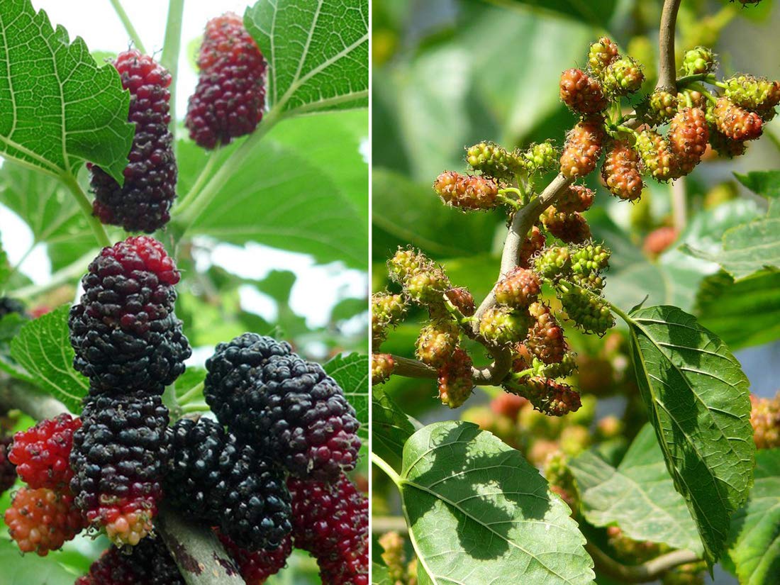 80+ Morus Mulberry Fruit Tree Seeds - Rare Edible Varieties for Bonsai, Garden Planting & Home Gardening | Perfect for Landscaping, DIY Projects & Fresh Fruit Harvest
