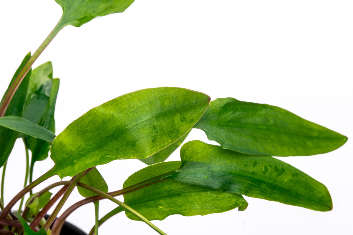 Cryptocoryne Affinis Red Aquatic Plant - Live Aquarium Plant for Freshwater Fish Tanks, Low Light & Beginner Friendly - Perfect for Aquascaping, Shrimp Tanks & Natural Aquarium Decor