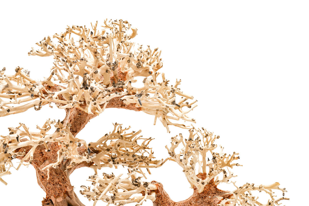 Uns Bonsai 011 - Premium Mini Bonsai Tree for Home & Office Decor | Perfect for Zen Gardens, Desk Decorations, and Gift Ideas