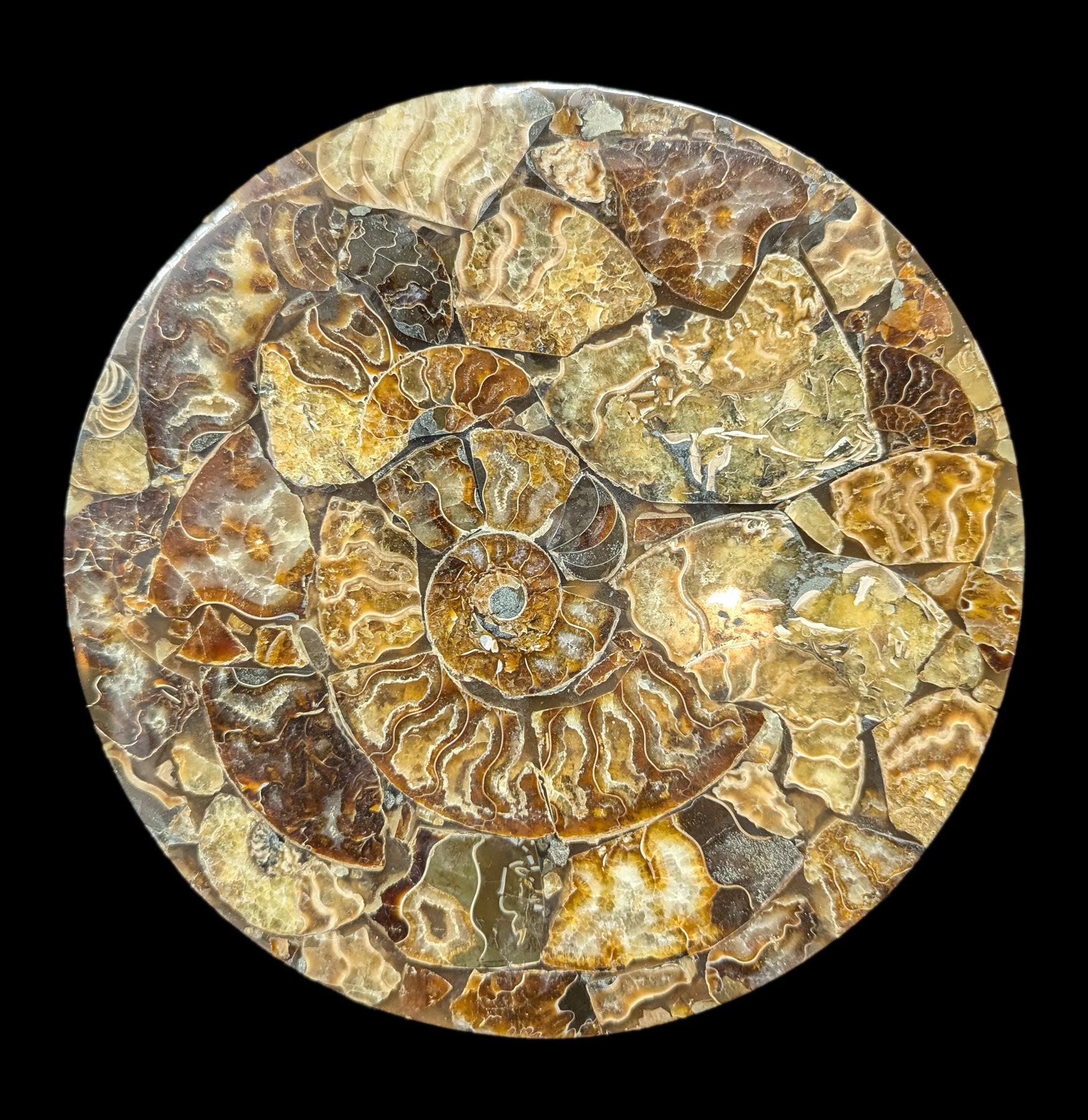 10 Pack Ammonite Fossil Coasters - Natural Stone Drink Coasters for Home & Office Decor - Perfect for Coffee Tables, Bars, and Gifts