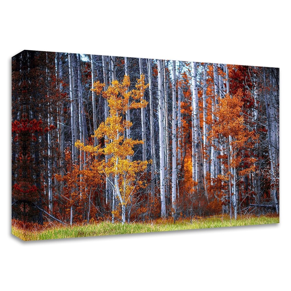 Autumn Birches by Vladimir Kostka - Premium Canvas Art Print with Ready-to-Hang Frame | Nature Landscape Wall Decor for Living Room, Bedroom & Office
