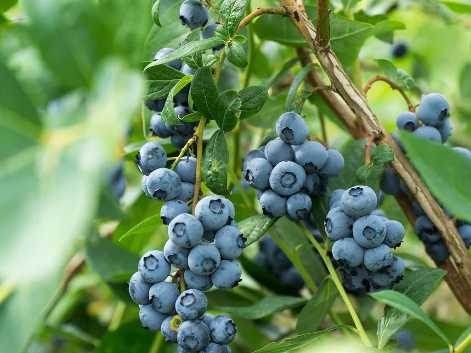 Blueberry Plants - 5 Live Plants in 6 Inch Growers Pots - Healthy Fruit Bearing Bushes for Patio, Garden & Homegrown Berries - Perfect for Fresh Eating, Baking & Landscaping