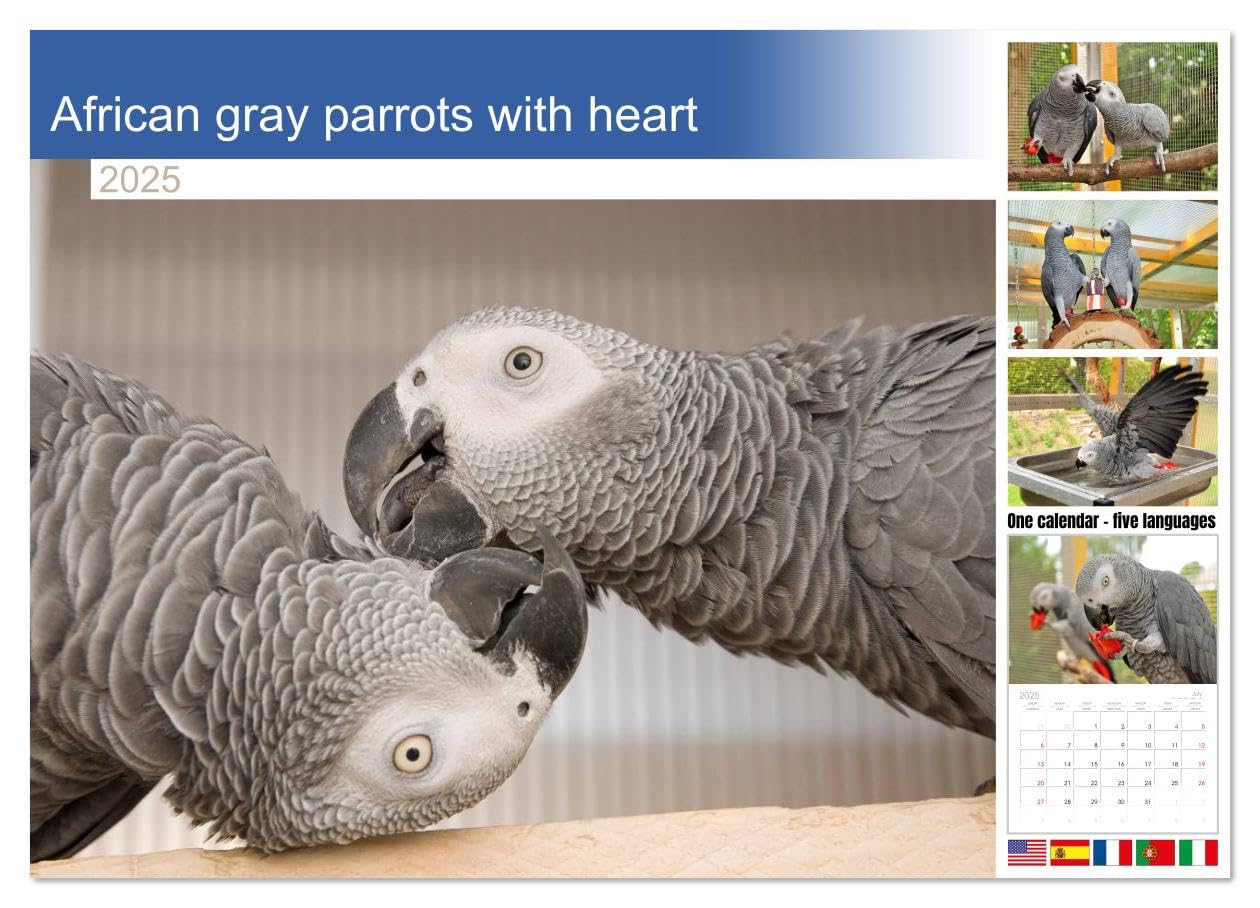 2025 African Gray Parrot Wall Calendar - 14 Month Large Format (11.7