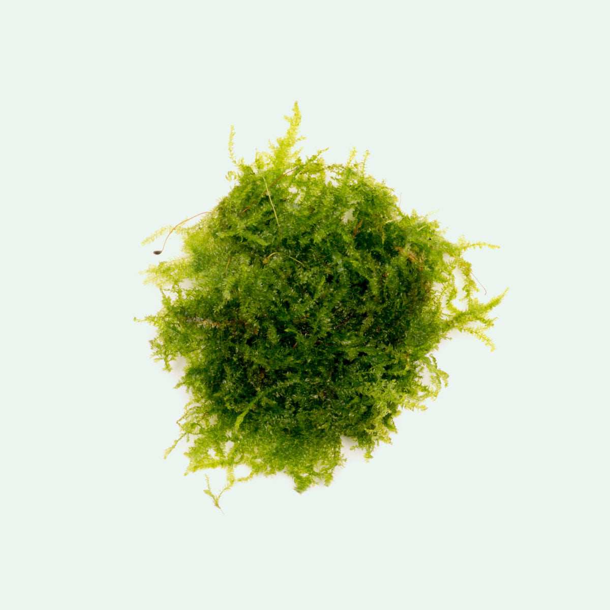 Mini Christmas Moss for Aquarium - Live Aquatic Plant for Fish Tank Decoration, Terrariums & Nano Tanks | Perfect for Shrimp Habitats & Natural Aquascaping