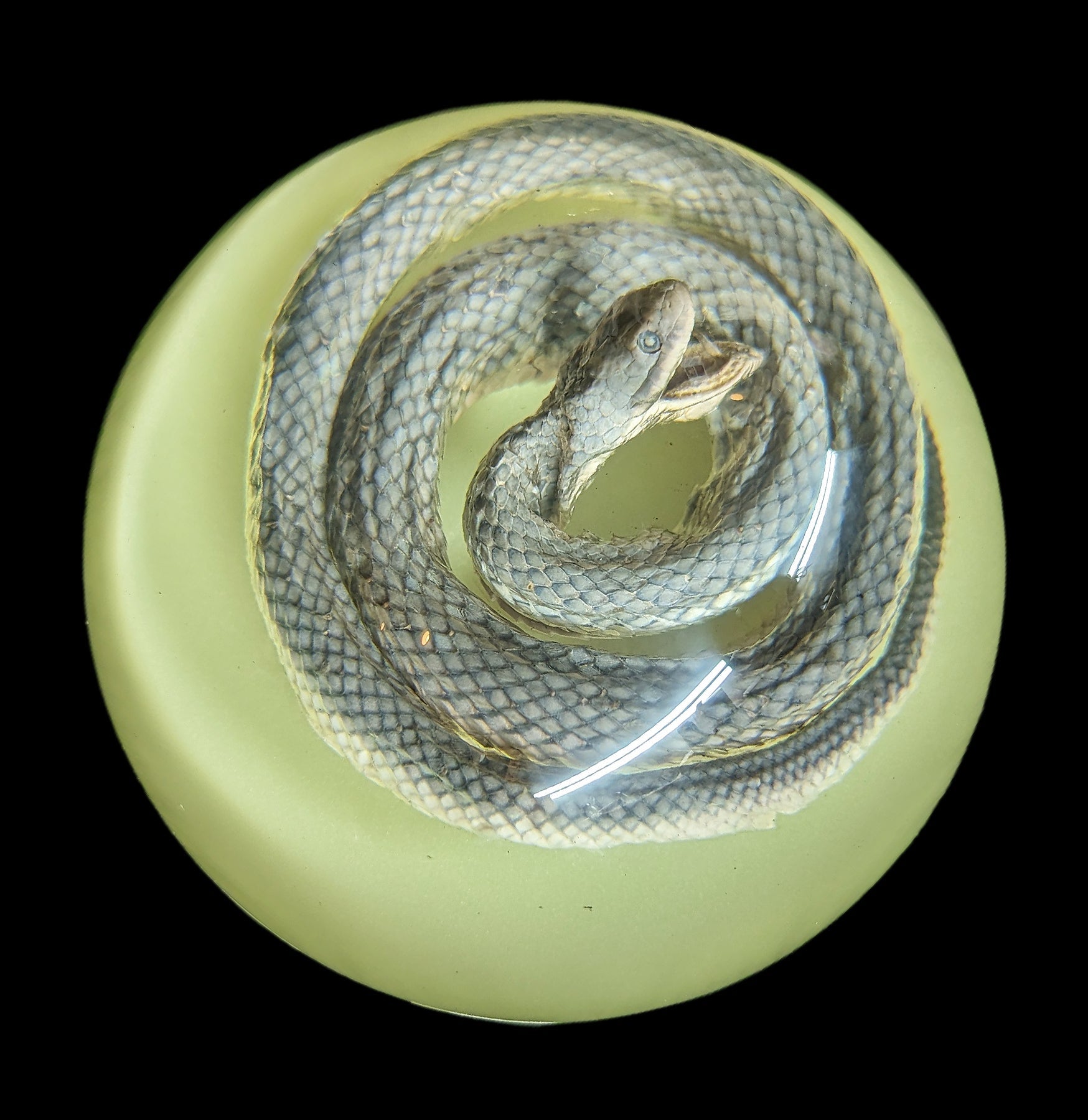 Glow in The Dark Snake Paperweight - Novelty Desk Accessory for Office, Home & Gifts - Perfect for Nighttime Use & Decoration