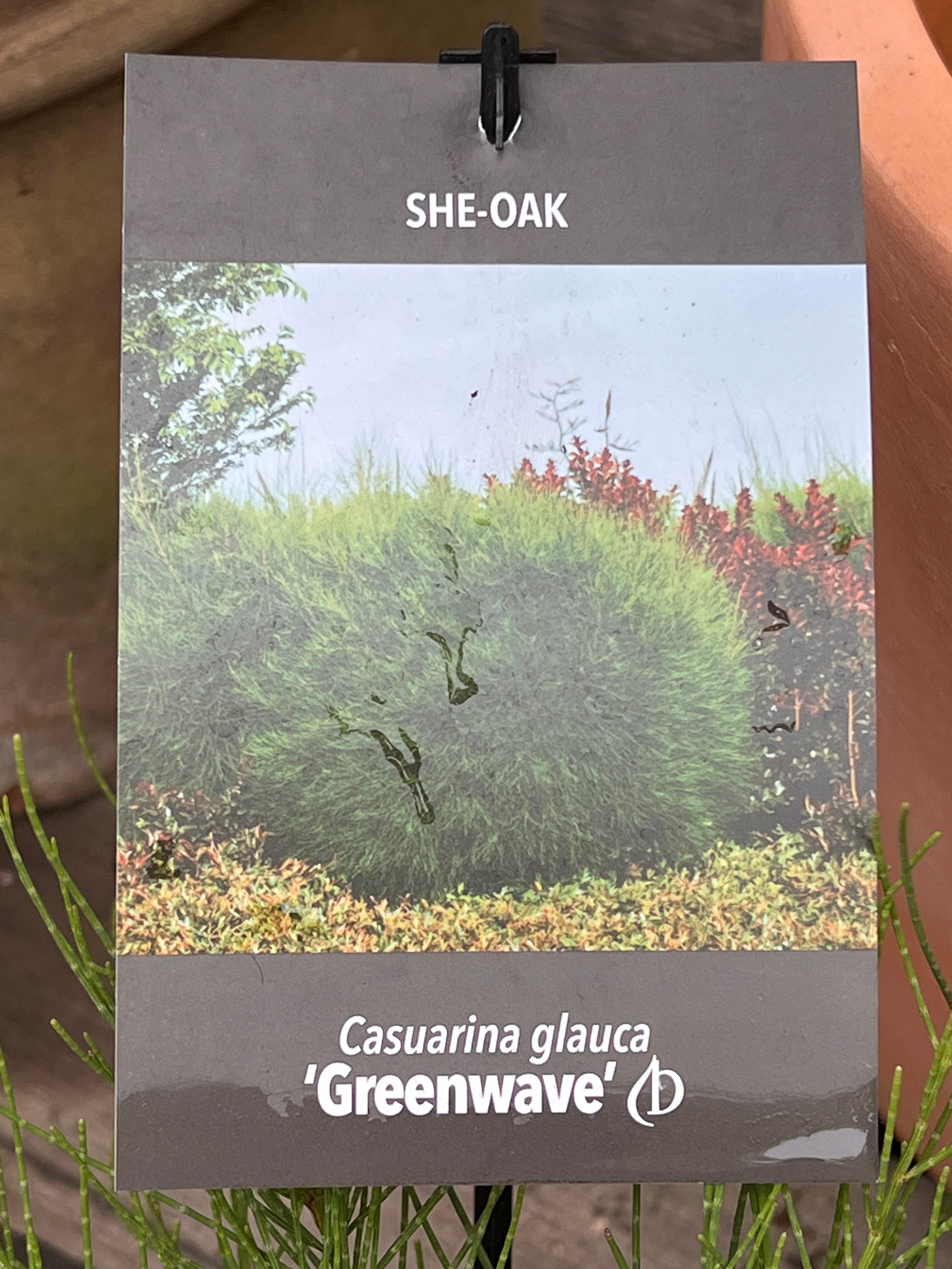 Casuarina Glauca 'Greenwave' - Hardy Coastal She-Oak Tree for Landscaping & Erosion Control | Perfect for Beachfront Gardens & Windbreaks