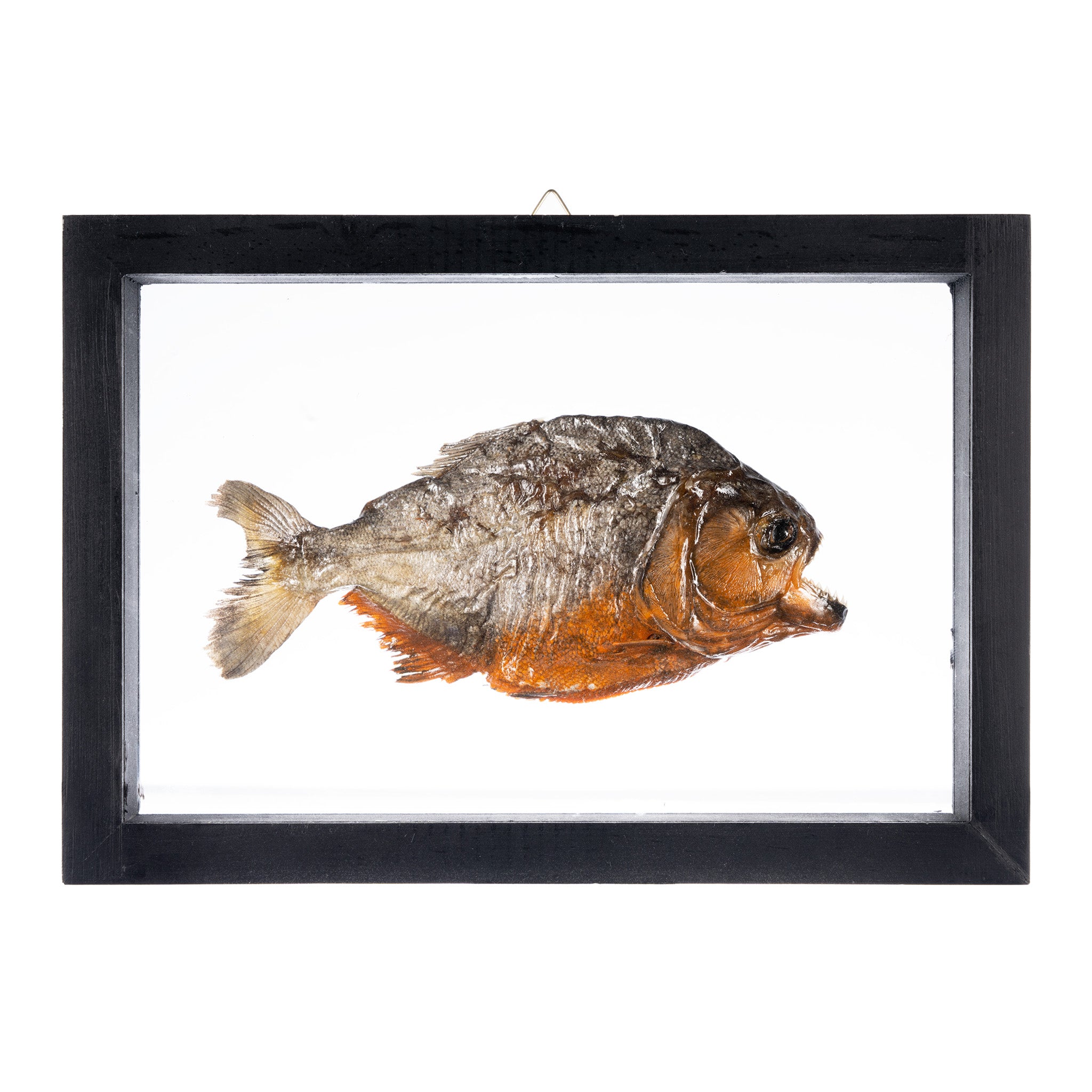 Authentic Piranha Specimen in Black Shadow Box Frame - Perfect for Home Decor, Taxidermy Collectors & Unique Gift Ideas