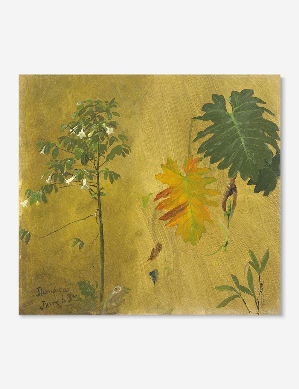 Frederic Edwin Church Jamaica Print - Botanical Study Artwork for Home Decor & Office Wall Art