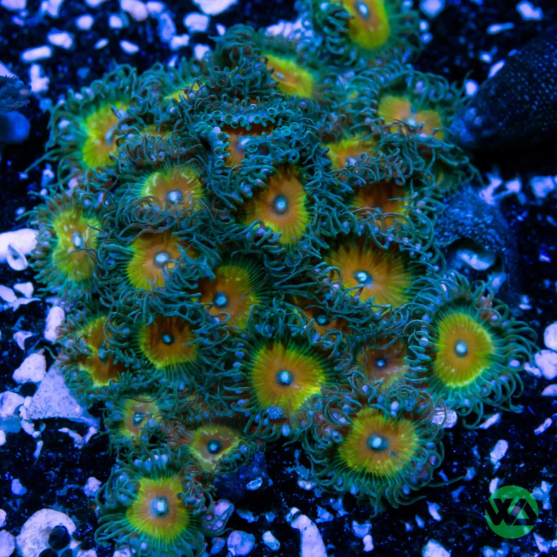 Captive-Bred Captain Jerk Palythoa Coral - Vibrant Saltwater Aquarium Coral for Reef Tanks & Marine Displays
