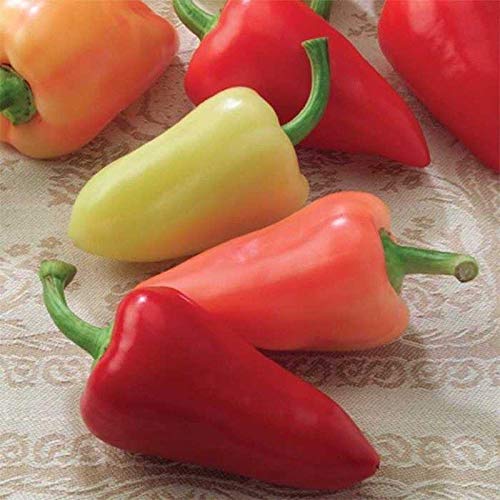 Mariachi F1 Hybrid Hot Pepper Seeds - 300 Seeds Pack for Planting, Spicy Mexican Chili for Salsas, Cooking & Home Gardening