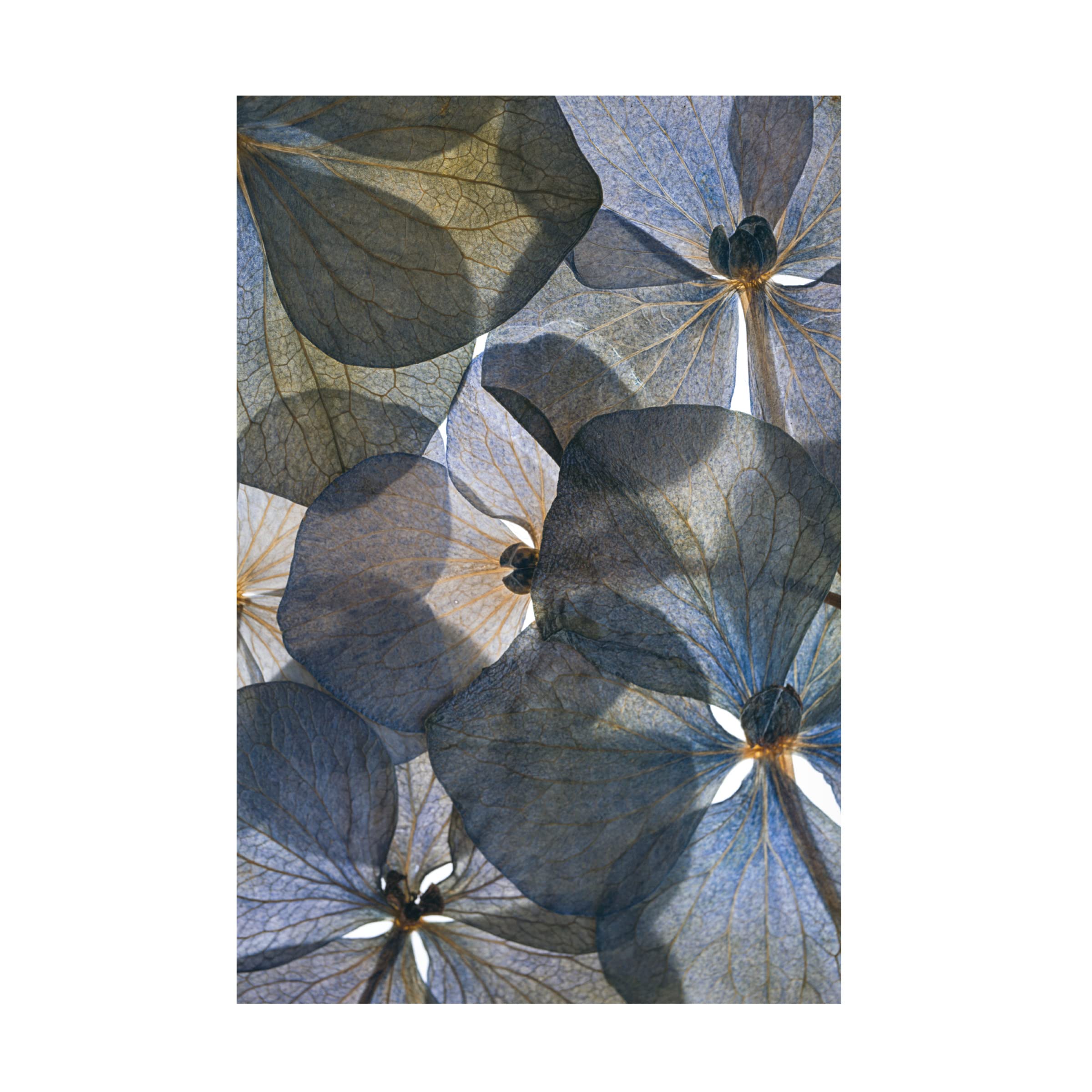 Lenka's 'Botanical 26' Floral Canvas Wall Art Print - Modern Home Decor for Living Room, Bedroom & Office | Trademark Fine Art Collection