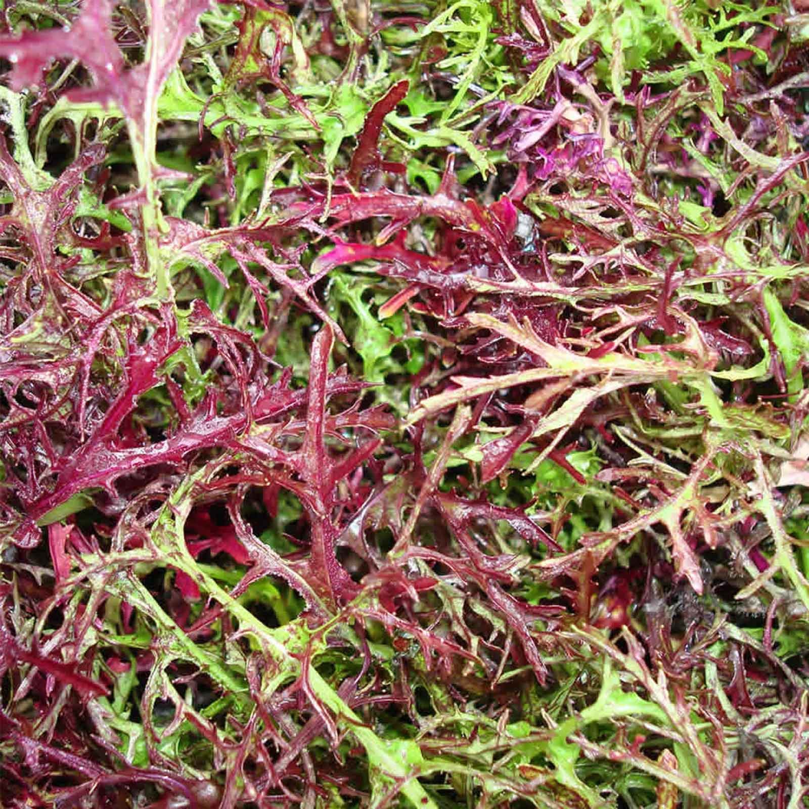 Organic Red Streaks Mizuna Mustard Seeds - 1g Packet (~400 Seeds) - Premium Japanese Leafy Green Vegetable & Herb Seeds for Home Gardening - Perfect for Salads, Stir-fries & Microgreens