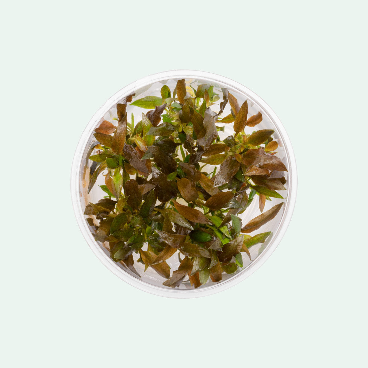 Cryptocoryne Walkeri Live Aquarium Plant - Easy Care Freshwater Aquatic Plant for Fish Tanks & Aquascaping | Perfect for Beginners & Low-Tech Aquariums