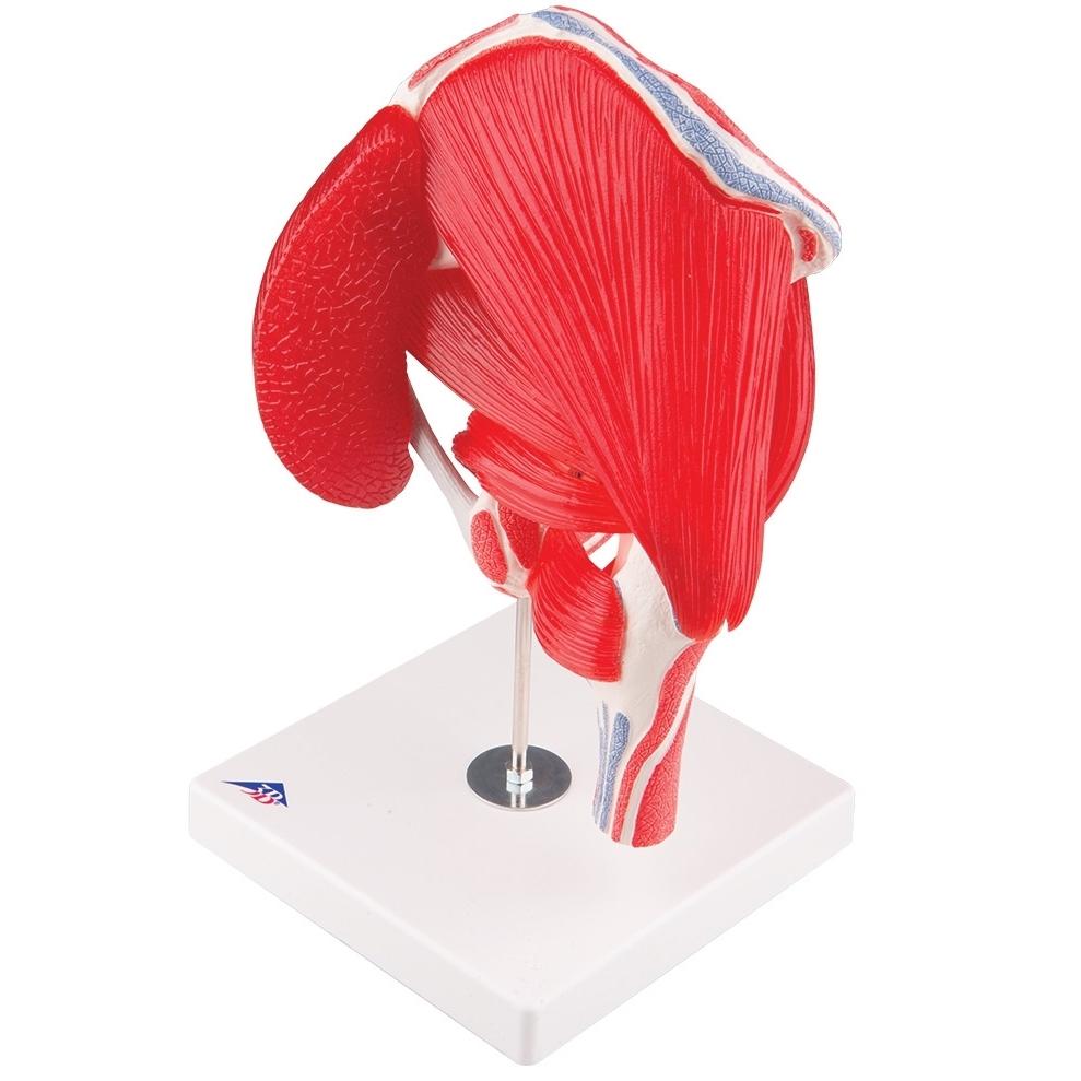 7-Part Hip Joint Model with Muscles - Anatomical Educational Tool for Medical Students, Doctors, and Physical Therapists - Perfect for Classroom, Lab, and Clinical Demonstrations