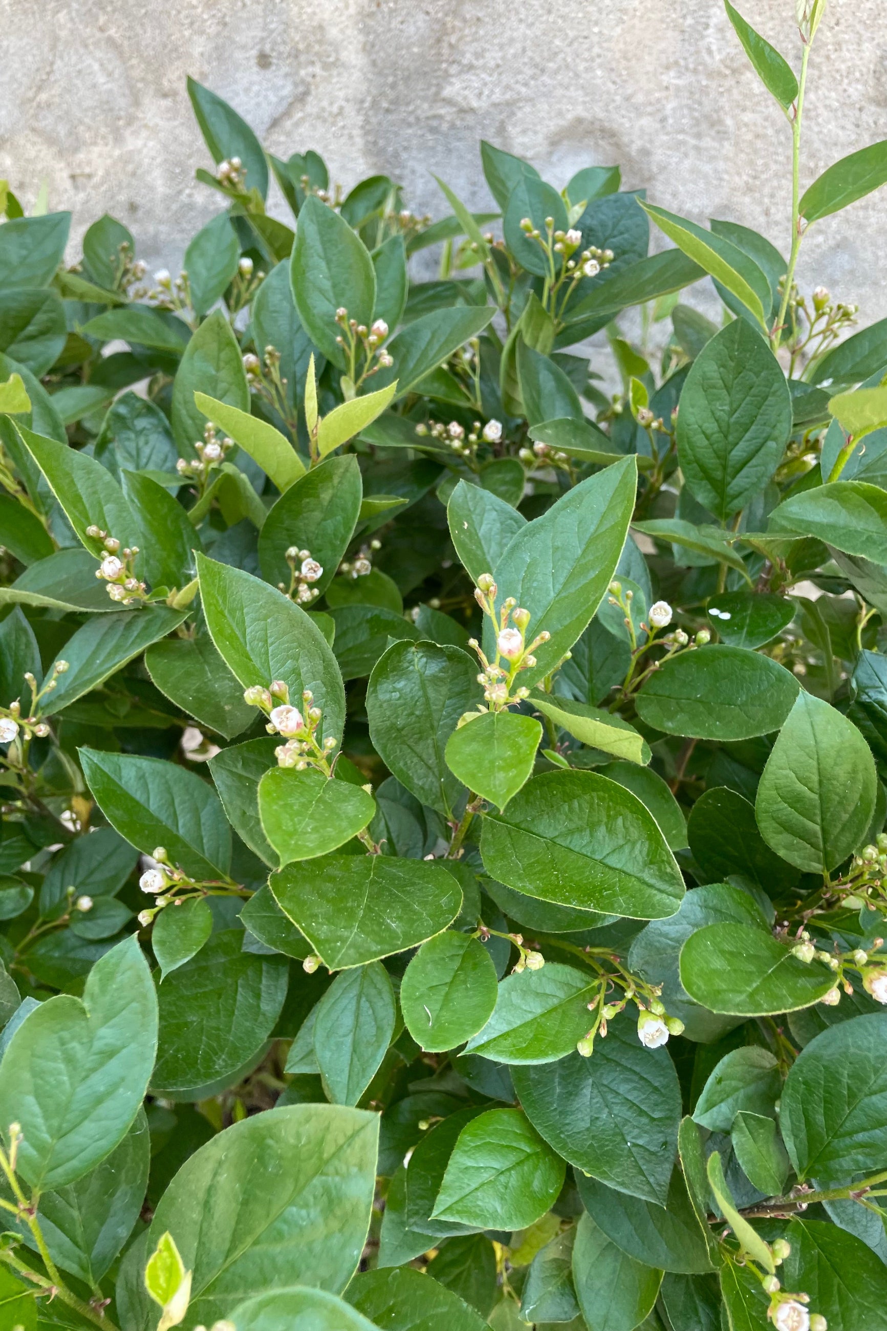 Premium Cotoneaster Hedge Plants #5 - Fast-Growing Evergreen Shrubs for Landscaping, Privacy Screens & Garden Borders