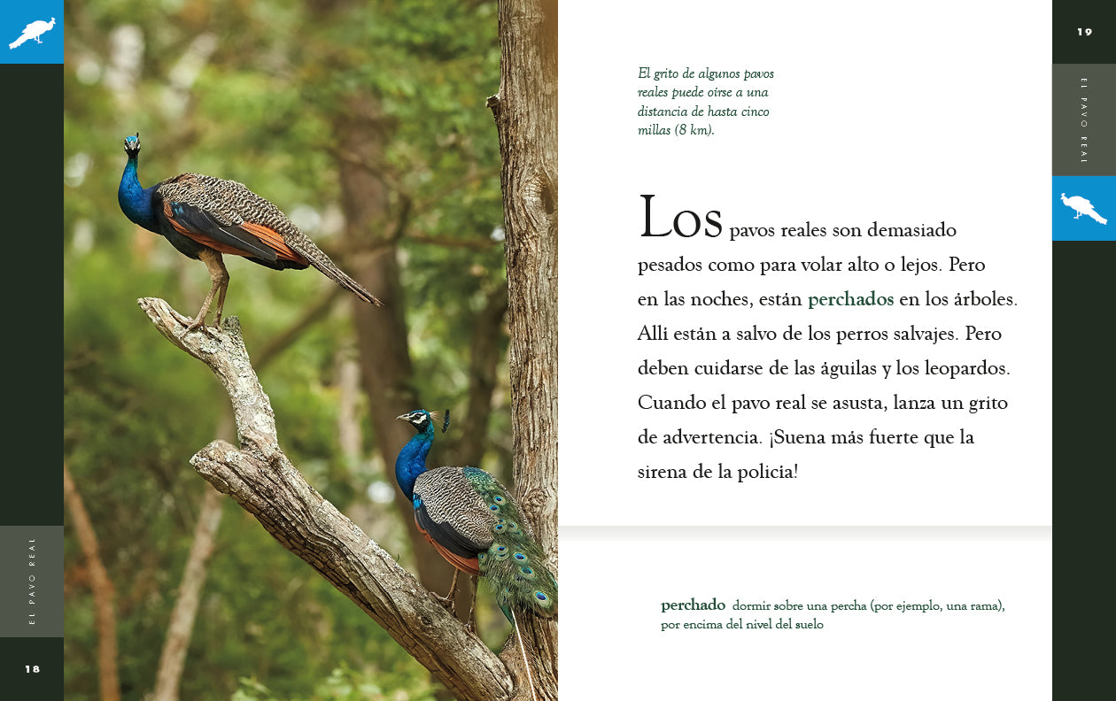 El Pavo Real 9781640265851 - Beautiful Peacock Book for Kids, Educational Wildlife Reading - Perfect for Bedtime Stories & Classroom Learning