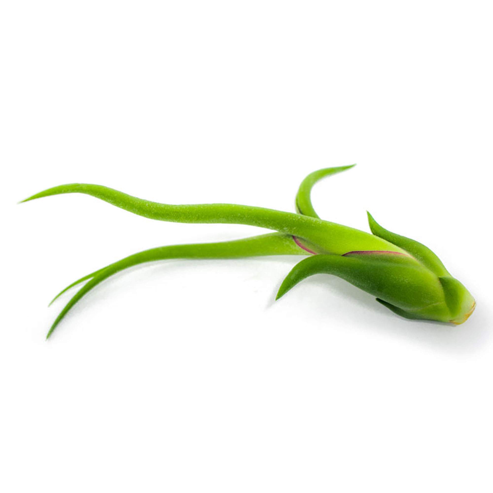50 Pack Live Tillandsia Air Plants - Bulk Indoor Plants for DIY Terrarium Kit, Wedding & Party Favors, Unique Gifts for Plant Lovers | Perfect for Home Decor, Office Plants & Succulent Displays