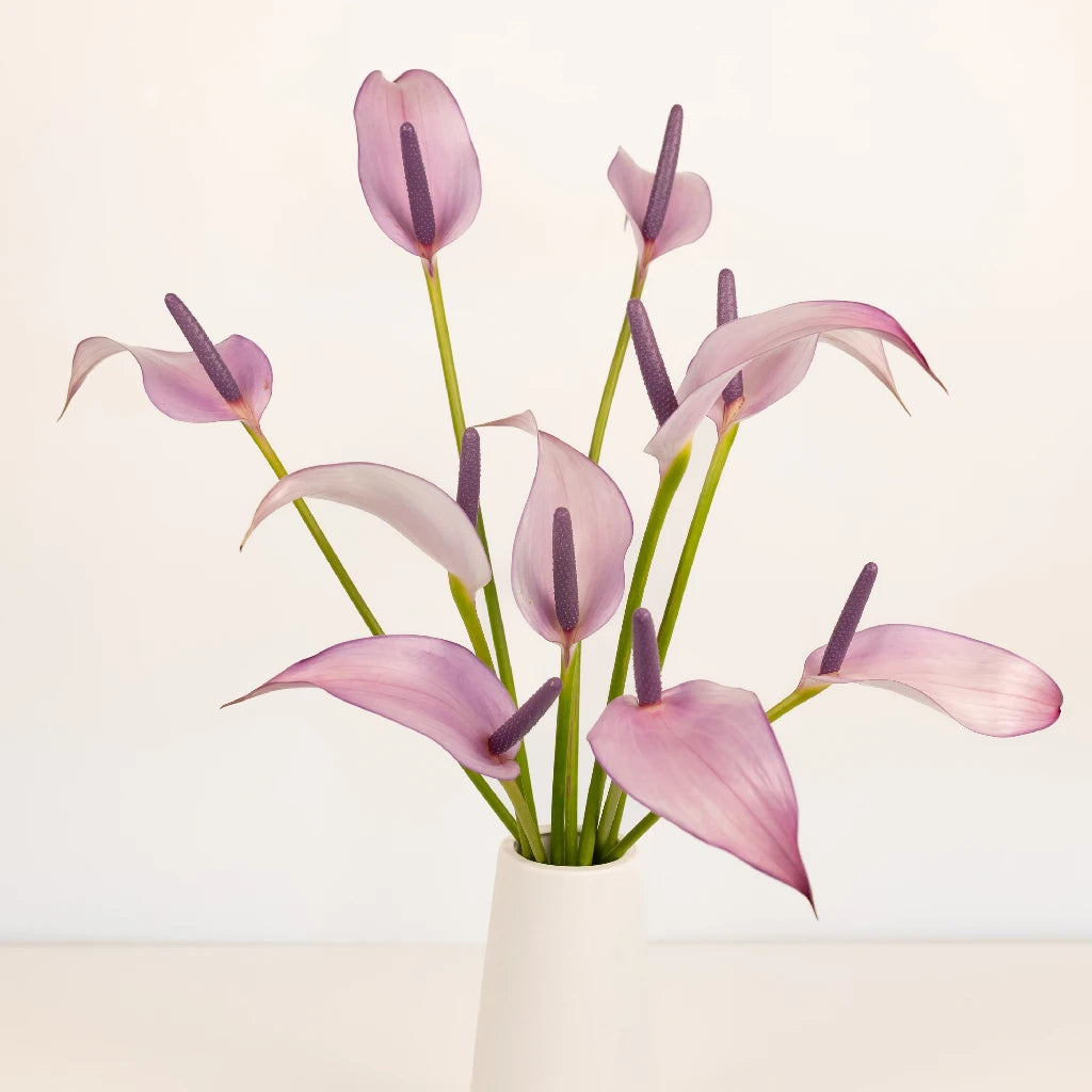 Anthurium Lavender Lady Tropical Flower - Exotic Live Houseplant for Home Decor, Office & Gift Giving