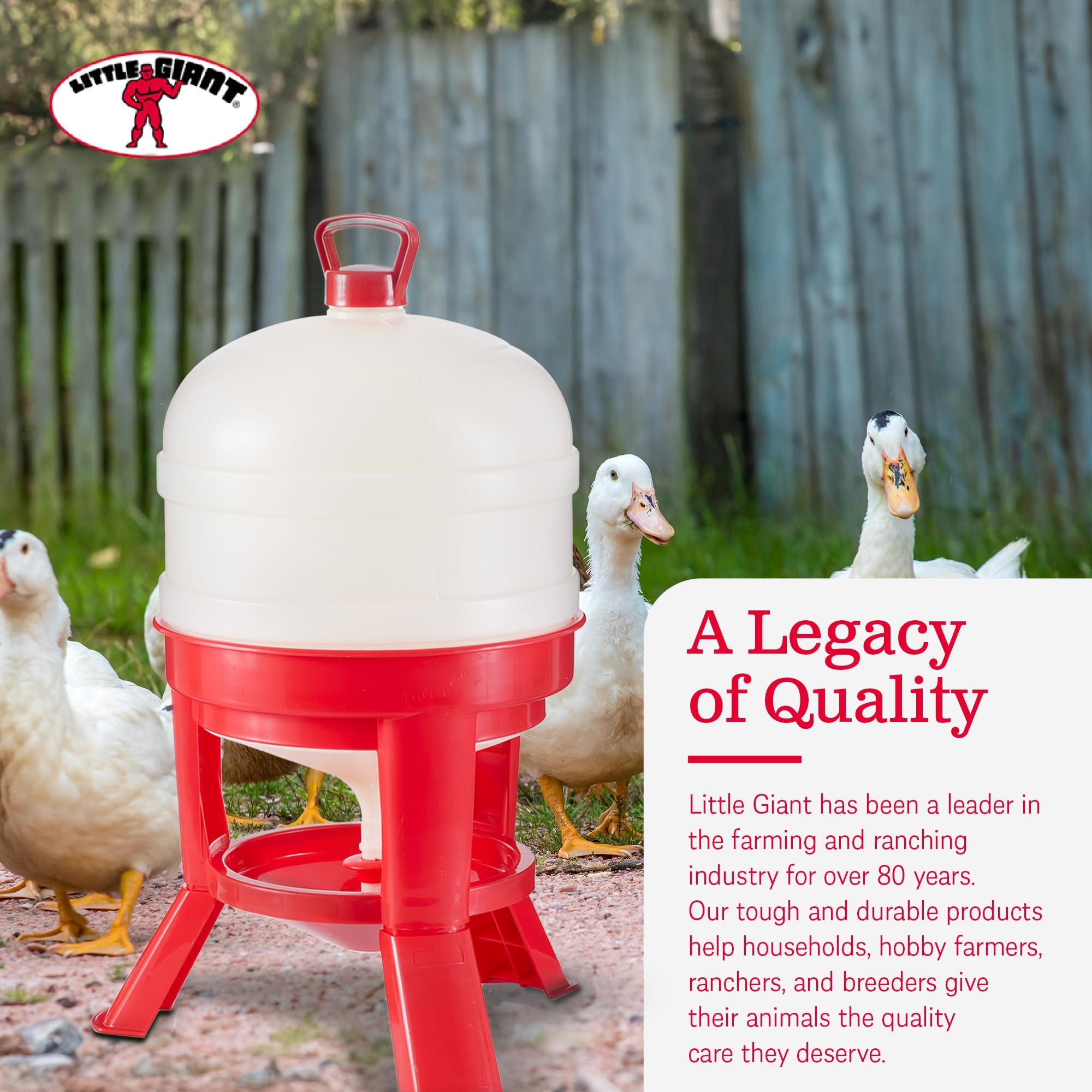 Little Giant DOMEWTR8 8 Gallon Heavy Duty Plastic Poultry Waterer with 3-Footed Stand - Automatic Chicken Water Dispenser for Coops & Backyard Flocks (Red, 2 Pack) - Ideal for Poultry Farming, Chicken Coops & Outdoor Use