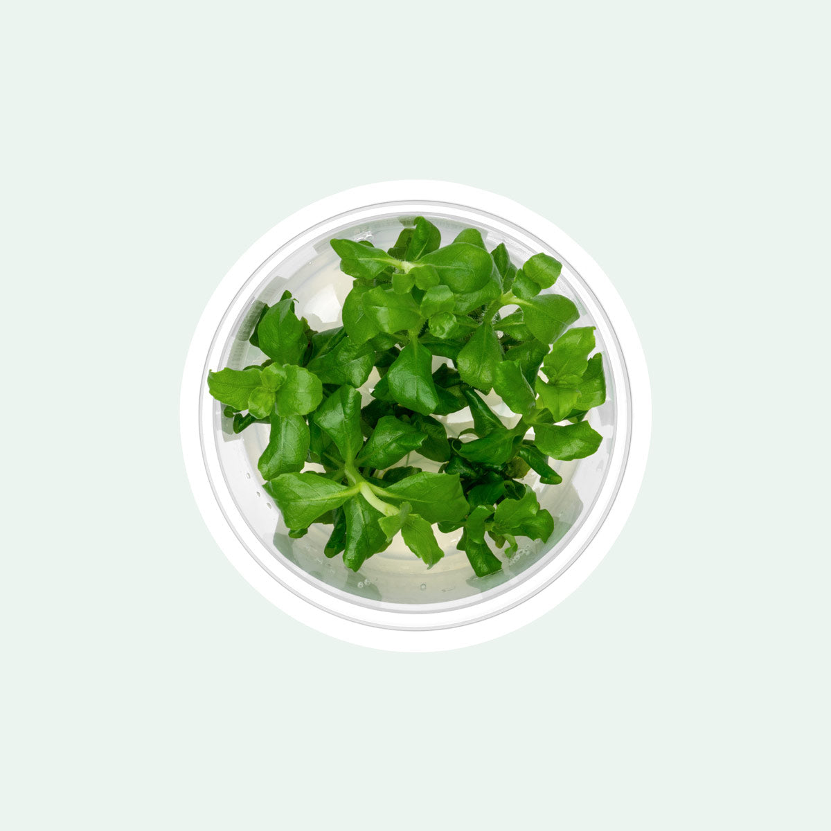 Hygrophila Difformis Pink - Live Aquarium Plant for Freshwater Fish Tanks | Easy Care Aquatic Plant for Beginners | Perfect for Aquascaping and Shrimp Tanks