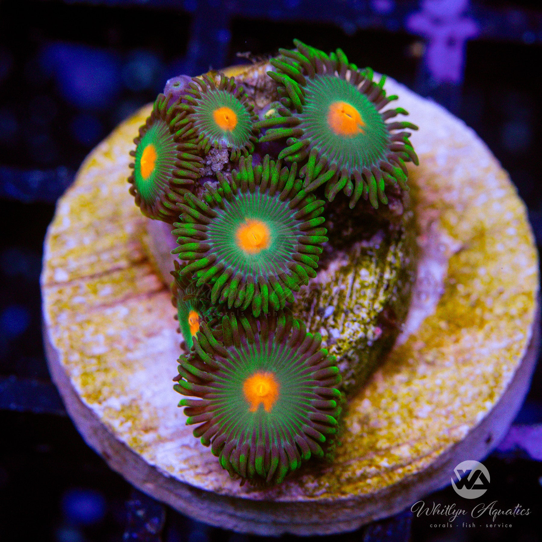 Premium Gorilla Nipples Zoanthid Coral (Aquacultured) - Vibrant Saltwater Reef Tank Coral for Aquascaping & Marine Aquariums