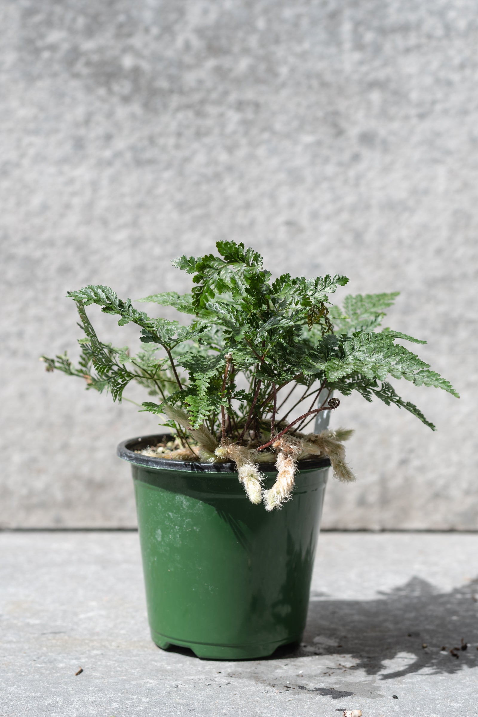 Davallia fejeensis Rabbit Foot Fern - 4 Inch Live Plant for Home & Office Decor | Indoor Hanging Basket, Terrarium, or Shade Garden