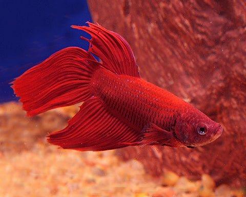 Male Betta Fish (Betta splendens) - Vibrant Red Siamese Fighting Fish for Aquariums & Fish Tanks | Perfect for Home Decor, Office Aquascaping & Pet Lovers
