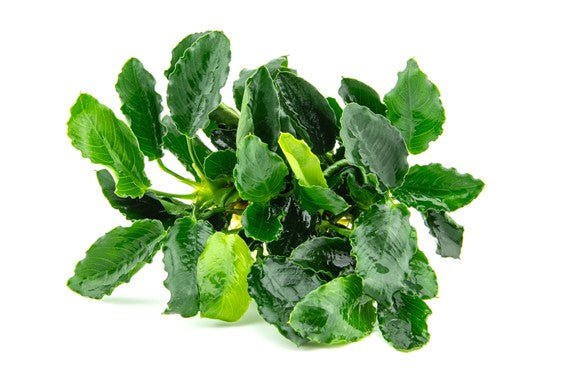 Dennerle Anubias Barteri Var. Nana 'Kirin' Live Aquarium Plant - Easy Low Light Aquatic Plant for Fish Tanks, Aquascaping & Nano Tanks