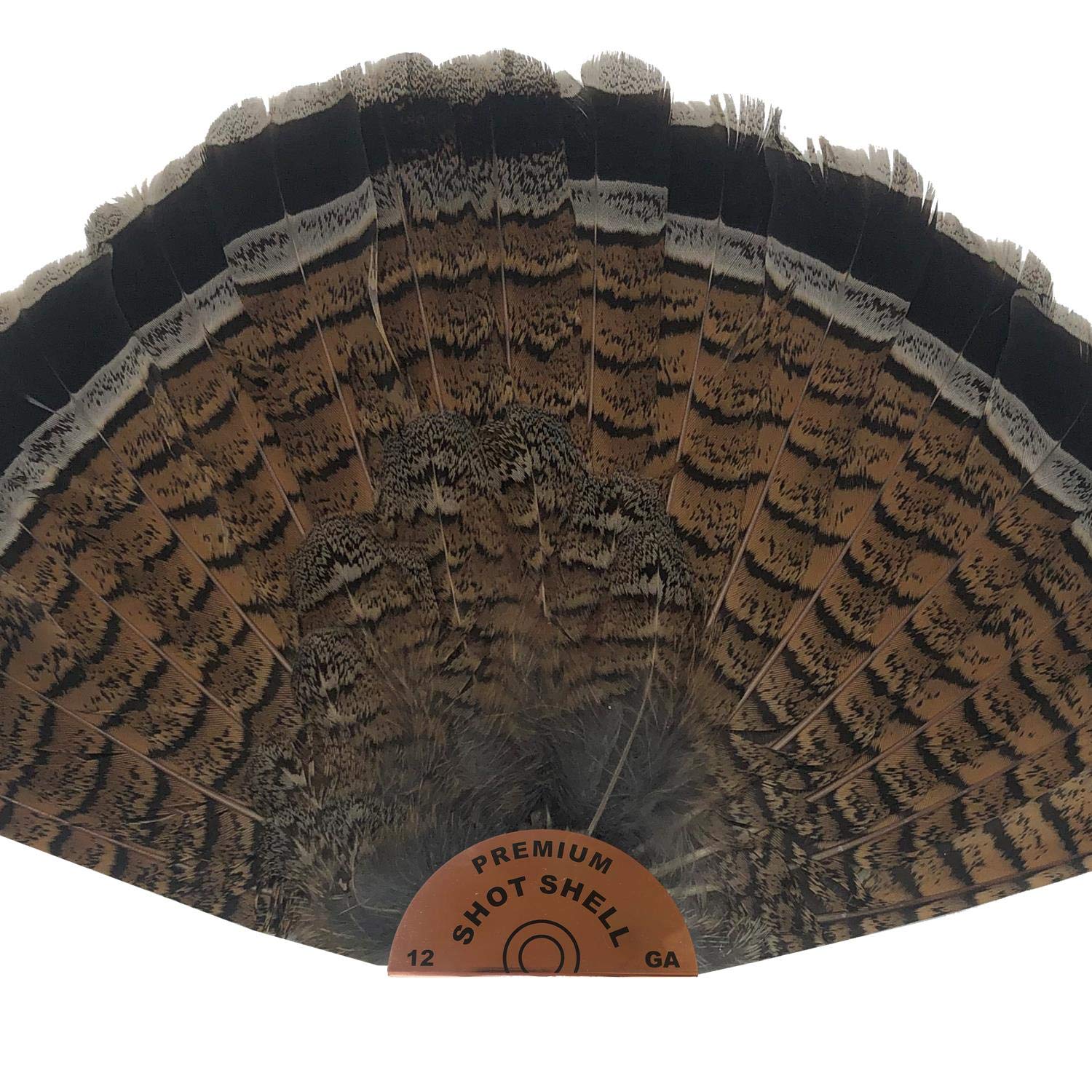 Premium Shot Shell Small Grouse Pheasant Fan Mount - Realistic Copper Hunting Trophy Display for Cabin, Lodge & Man Cave Decor - Best Looking Taxidermy Mounts for Wall Decor