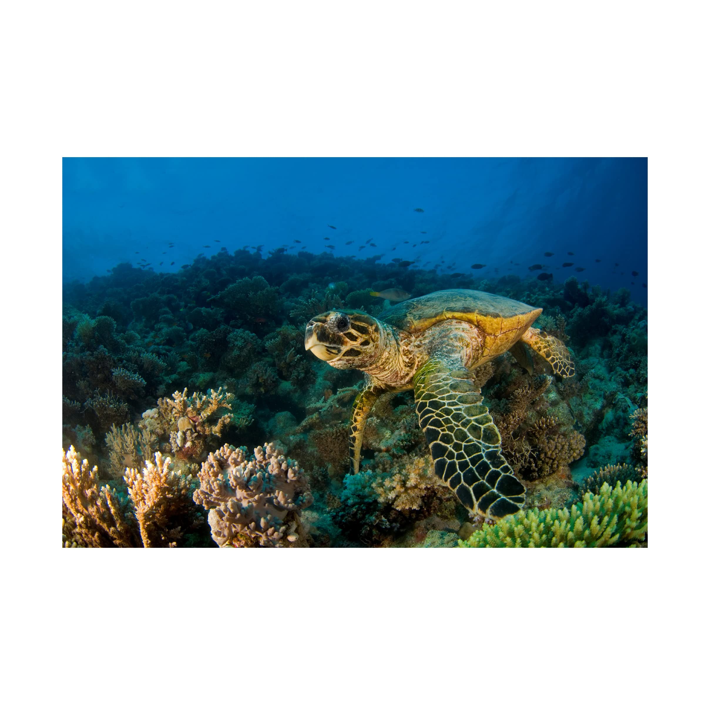 Ilan Ben Tov 'Hawksbill Turtle' Canvas Wall Art Print - Ocean Wildlife Decor for Beach House, Living Room & Office