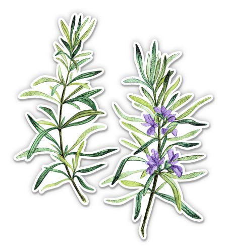 Rosemary Herbs 3