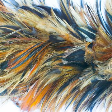 Abstract Royal Feathers Mural Wallpaper M9305 - Premium Peel and Stick Wall Decor for Living Room, Bedroom & Office